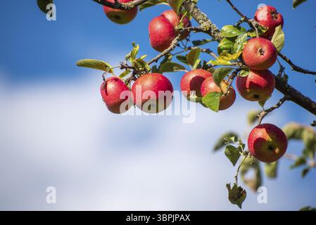 Reife, rote Äpfel hängen an einem Apfelbaum in der Sonne Stockfoto