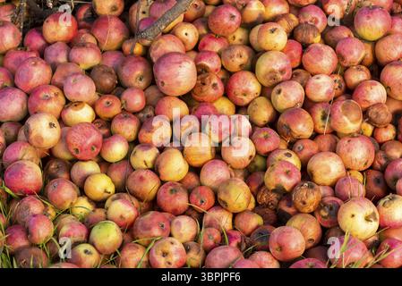 Nahaufnahme gefalteter, gefallener, reifer und verfaulter Äpfel Stockfoto