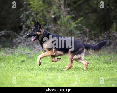 Deutscher schäferhund Porträt auf Wiese Stockfoto