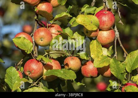 Reife, rote Äpfel hängen an einem Apfelbaum in der Sonne Stockfoto