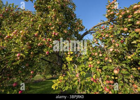 Reife, rote und gelb-grüne Äpfel hängen an einem Apfelbaum in der Sonne Stockfoto