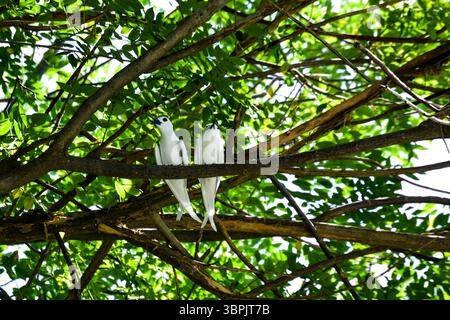 Gefangen von mir in sri lanka Stockfoto