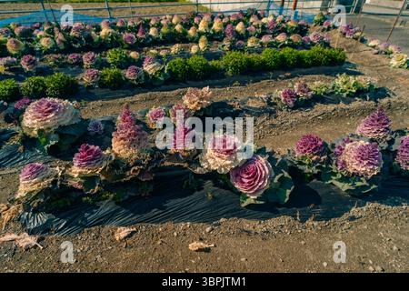 Zierkohl, Brassica oleracea acephala in japan. Hochwertige Fotos Stockfoto