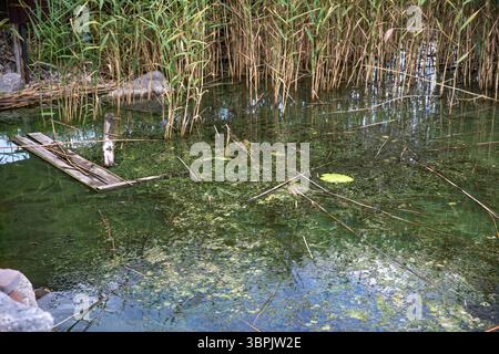 Verschmutztes Seeufer mit grünen Algen, Schilf und schwimmenden Trümmern im Sommer. Umweltverschmutzung und Wasserverunreinigungskonzept für Ökologie und na Stockfoto