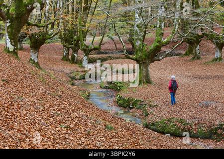 Buchenwald in Vizcaya. Hayedo Otzarreta, Gorbeia. Herbstlandschaft. Spanien Stockfoto