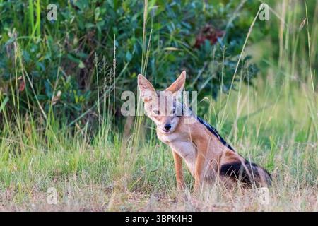 Schakal mit schwarzem Rücken sitzt und Pfadfinder Stockfoto