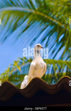 Gefangen von mir in sri lanka Stockfoto
