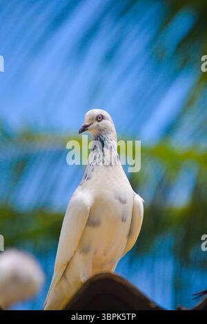 Gefangen von mir in sri lanka Stockfoto
