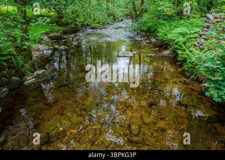 Ein kristallklarer Bach fließt sanft durch flaches Wasser und enthüllt sein steiniges Bett, während er sich durch üppiges Grün im Lake District schlängelt Stockfoto