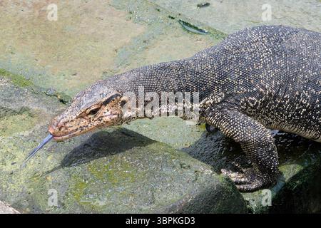 Asiatischer Wassermonitor (Varanus salvator), der aus dem Wasser kommt und die Treppen am Klettersteg klettert, Malakka, Malaysia Stockfoto