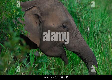 Sri-lankische Elefanten (Elephas maximus maximus) Porträt im Hochgras, Hurulu Forest Reserve, Sri Lanka Stockfoto