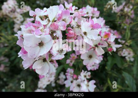 Nahaufnahme der weißen und rosa Blüten der Polyantha-Rosenballerina. Stockfoto