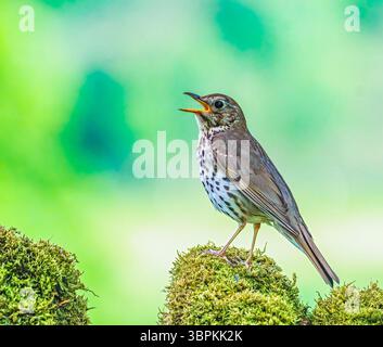 Singdrossel Stockfoto