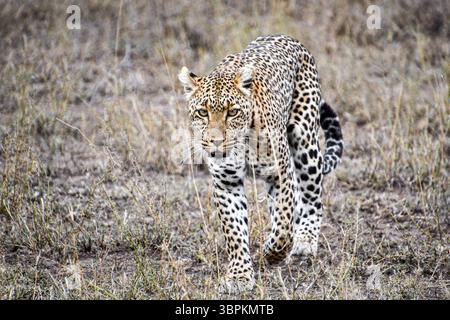 Leopard (Panthera pardus) geht durch trockenes Gras und blickt mit Spannung nach vorne, Serengeti Nationalpark, Tansania, Afrika Stockfoto