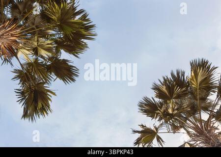 Sonnenuntergangspalme auf hellblauem Himmel, tropischer Frühling Sommer Hintergrund, kühle Brise Strandtapete Stockfoto