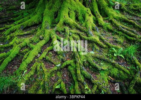 Ein kompliziertes Netz aus freiliegenden Baumwurzeln, bedeckt mit frischem grünem Moos, erzeugt ein markantes natürliches Muster auf dem Waldboden. Stockfoto