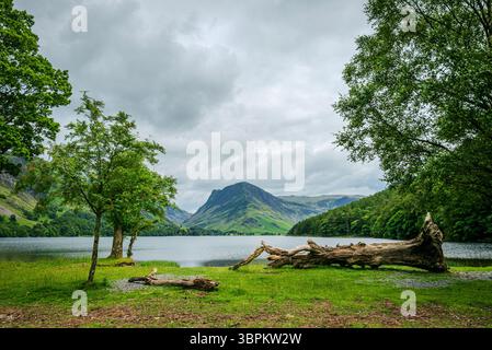 Sommerlandschaft vom Ufer des Buttermere Lake mit einem großen toten Baum im Vordergrund, der über den See ragt Stockfoto