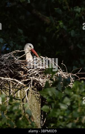 Geheimnisvoll... Weißstorch ( Ciconia ciconia ), Zuchtstorch, der auf seinem Nest auf einem Pappelbaum im frühen Morgenlicht sitzt, im Scheinwerferlicht, Wildnis Europa. Stockfoto