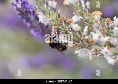 Eine Buff-Schwanzhummel, Bombus terrestris sammelt Nektar aus Lavendelblüten Stockfoto