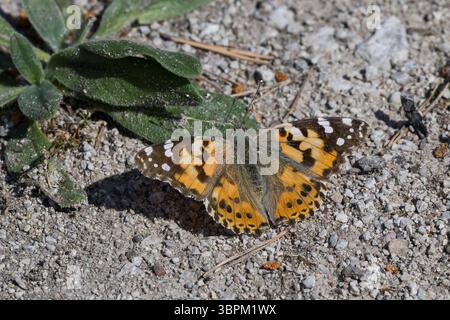 Distelfalter, Distel-Falter, Vanessa cardui, Pyrameis cardui, Cynthia cardui, Painted Lady, Cosmopolitan, La Belle Dame Stockfoto
