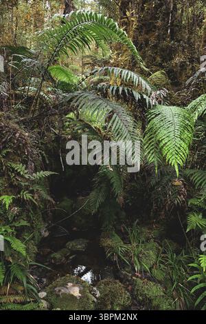Nahaufnahme üppiger grüner Farne im dichten Regenwald des Westland Tai Poutini National Park, Südinsel, Neuseeland Stockfoto