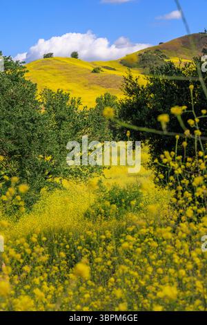Eine Landschaft mit blühenden Hügeln in Kalifornien, bedeckt mit lebendigen Wildblumen unter einem sonnigen Himmel Stockfoto