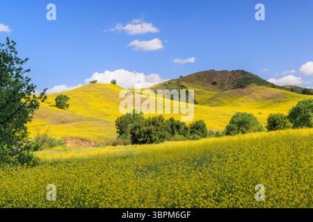 Eine Landschaft mit blühenden Hügeln in Kalifornien, bedeckt mit lebendigen Wildblumen unter einem sonnigen Himmel Stockfoto