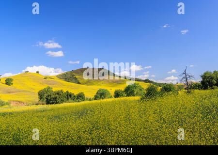 Eine Landschaft mit blühenden Hügeln in Kalifornien, bedeckt mit lebendigen Wildblumen unter einem sonnigen Himmel Stockfoto