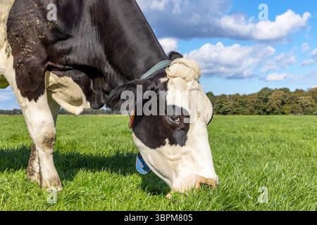 Die Kuh weidet, der Kopf isst Grashalme, schwarz und weiß, auf einer grünen Weide Stockfoto