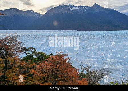 Blick auf den Perito Moreno-Gletscher mit herbstfarbenen Long-Bäumen und die Anden im Hintergrund, Los Glaciares-Nationalpark, Patagonien Stockfoto
