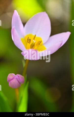 Nahaufnahme einer blühenden rosa und gelben Tulpe mit geschlossener Knospe, Frankreich Stockfoto