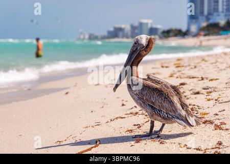 Pelikan steht am Sandstrand von Miami Beach mit Meereswellen und blauem Himmel im Stockfoto
