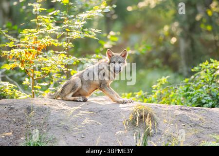 Europäischer Grauwolf (Canis Lupus Lupus), Jungtier sitzend auf einem Felsen im Wald, Seitenansicht, Deutschland, Hessen Stockfoto