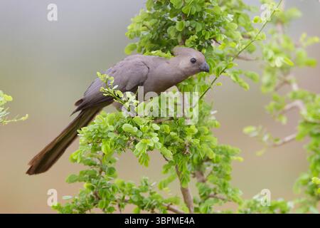 Südlicher Wegvogel (Corythaixoides concolor bechuanae, Corythaixoides bechuanae), Seitenansicht eines Erwachsenen auf einem Ast, Südafrika, Mpumalan Stockfoto