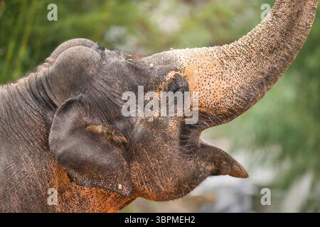 Afrikanischer Elefant (Loxodonta africana), Porträt, Seitenansicht mit offenem Mund und erhöhtem Stamm Stockfoto