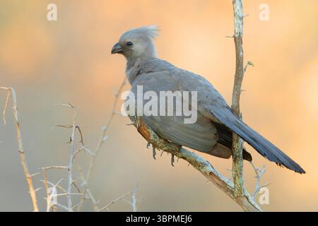 Südlicher Wegvogel (Corythaixoides concolor bechuanae, Corythaixoides bechuanae), Seitenansicht eines Erwachsenen auf einem Ast, Südafrika, Mpumalan Stockfoto