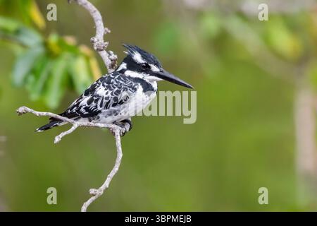 Kleiner ratteneisvogel, ratteneisvogel (Ceryle rudis), erwachsenes Weibchen auf einem Zweig, Südafrika, Mpumalanga Stockfoto