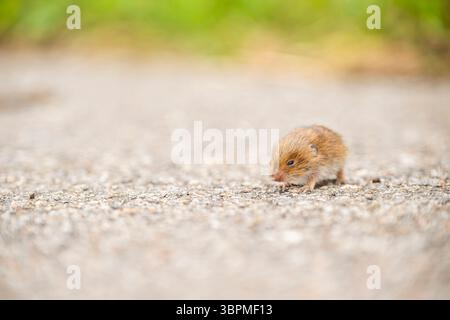 Holzmaus, Langschwanzfeldmaus (Apodemus sylvaticus), junge Holzmaus auf einem Waldweg, Deutschland, Bayern Stockfoto