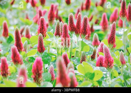 Crimson-Klee, italienischer Klee (Trifolium incarnatum), blüht auf einem Feld Stockfoto