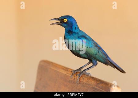 Roter Hochglanzstern (Lamprotornis nitens), Seitenansicht eines Erwachsenen, der auf einer Bank steht, Südafrika, Mpumalanga Stockfoto