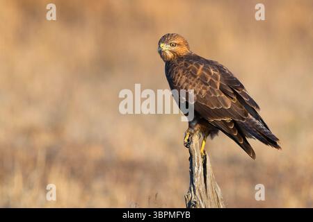 Steppenbussard (Buteo buteo vulpinus), Erwachsener auf einem toten Stamm, Südafrika, Mpumalanga Stockfoto