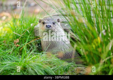 Europäischer Flussotter, Europäischer Otter, Eurasischer Otter (Lutra lutra), Blick unter einem Holzsteg, Augenkontakt, Deutschland, Hessen Stockfoto
