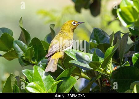 Japanisches Weißauge (Zosterops japonicus), sitzt auf einem Baum und sucht nach Nahrung, Invasor, USA, Hawaii, Maui Stockfoto