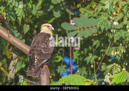 Gelbköpfige Caracara (Milvago chimachima), auf einem Zweig sitzend, Costa Rica, Puntarenas, Tarcoles Stockfoto
