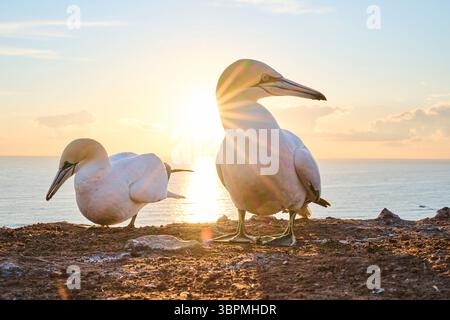 nördliche Tölpel (Sula bassana, Morus bassanus), zwei Nördliche Tölpel, die bei Sonnenuntergang mit dem Meer im Hintergrund auf der Klippe stehen, Deutschland, Schleswi Stockfoto