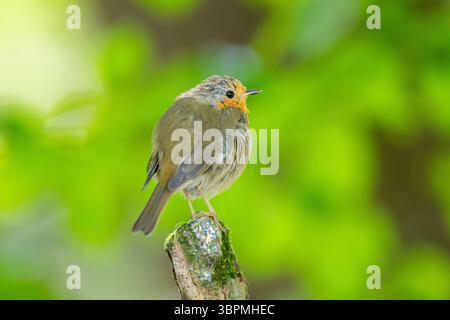Rotkehlchen (Erithacus Rubecula), sitzt auf einem Zweig, Deutschland, Bayern Stockfoto