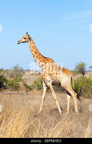 Kap Giraffe (Giraffa camelopardalis giraffa, Giraffa giraffa), Seitenansicht eines Erwachsenen, der in der Savanne, Südafrika, Mpumalanga spaziert Stockfoto