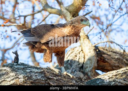 Bateleur, Bateleur-Adler (Terathopius ecaudatus), Jungtier auf einem Zweig, Südafrika, Mpumalanga Stockfoto
