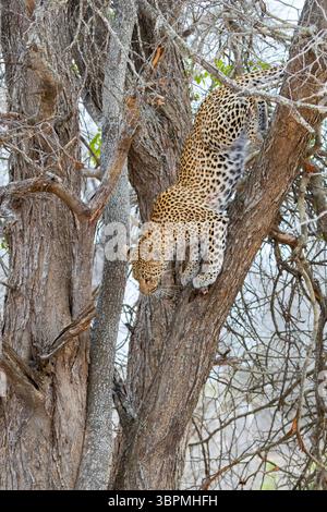 Leopard (Panthera pardus), erwachsenes Weibchen, das von einem Baum herunterklettert, Südafrika, Mpumalanga Stockfoto