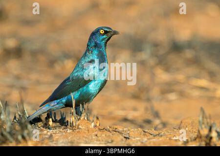 Roter Hochglanzstern (Lamprotornis nitens), Seitenansicht eines Erwachsenen, der auf dem Boden steht, Südafrika, Mpumalanga Stockfoto